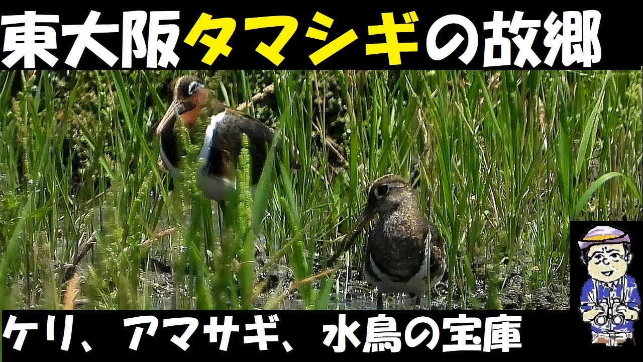 Amazing! Rare painted snipes, lapwings, and cattle egrets are