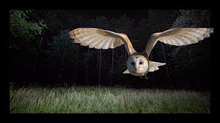 Owls: The Silent Raptors