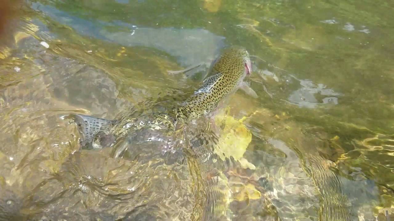 Willow River Falls Fishing YouTube