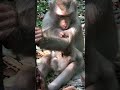 Smart Baby Monkey Lily Monkey Short Cutebabymonkey Funny Lily Libby Moli Mili Lila Smart Baby Monkey Lily Monkey Short Cutebabymonkey Funny Lily Libby Moli Mili Lila