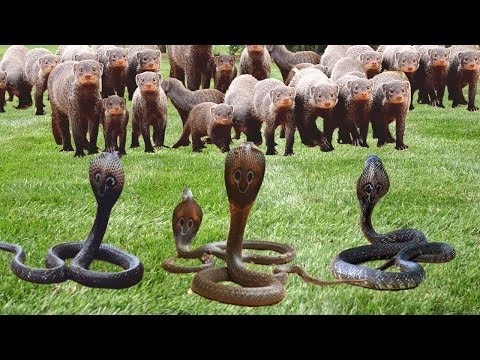 Mongoose Vs Most Deadly Snake In The World King Cobra Black