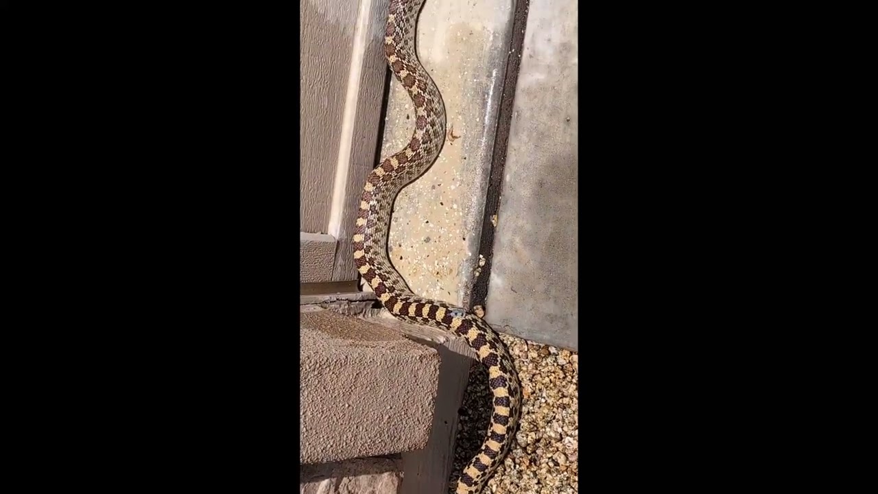 Porch Snake
