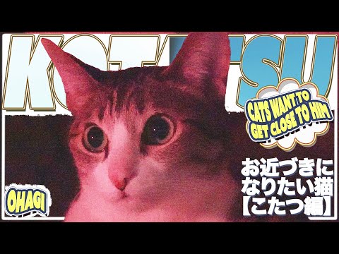 お近づきになりたい猫【こたつ編】