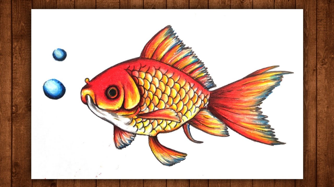 How To Draw Fish Drawing Fish Goldfish Drawing Fish Colour