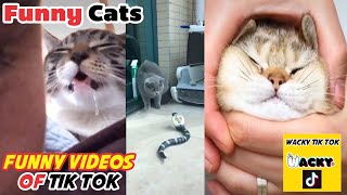 Funny and cute cats on tik tok