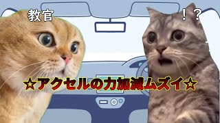 車の運転免許取得あるある【猫ミーム】#猫マニ  #ミーム