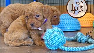 Meet Bessie's F1b Mini Cavapoo Puppies! - The "Teddy Bear" Litter