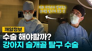 강아지 슬개골 탈구의 모든것 (원인, 치료, 예방법)