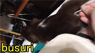 発情期みーちゃん猫 綿棒で抑えつつ 床でゴロゴロするかとおもったら ねこ南瓜ちゃんねる