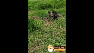 Cabane à cochons - Poulailler de ville .ca