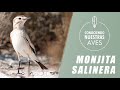 Conociendo nuestras aves - Monjita Salinera