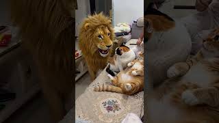 Cats are just built different!🦁#shorts #catmemes #funnycats #animals