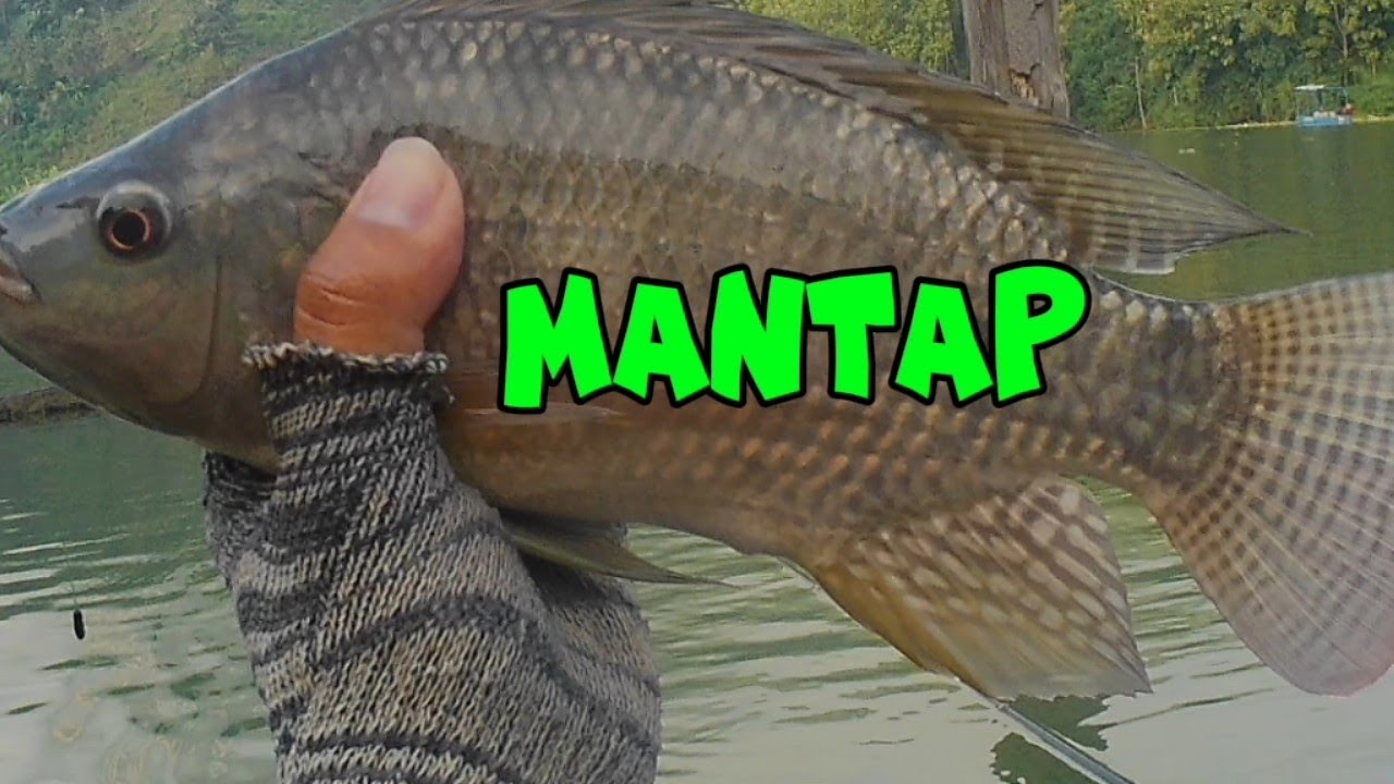 ISTIMEWA❗❗...BABON NILA WADUK BENDO PONOROGO