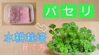 水耕栽培 パセリの育て方 室内育成 Youtube