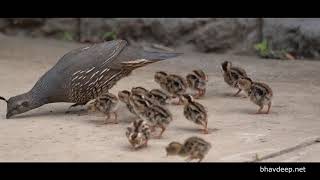 California quail with baby chicks in ...