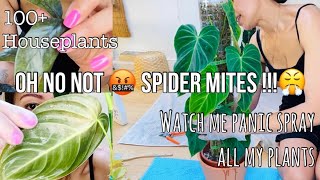 Spider Mites - Identify, Treatment & Prevention Information
