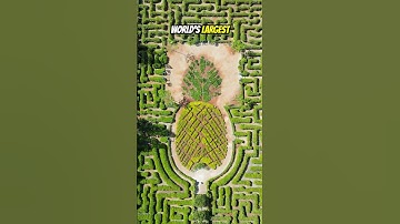 🍍World’s Largest Maze?!