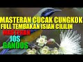Masteran Cucak Cungkok Full Tembakan Isian Cililin Super Mewah Mp3 - Mp4 Download