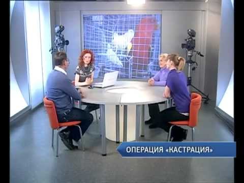 Видео: Препубертатная кастрация: звучит жутковато, но это необходимо