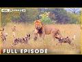 BORN TO ROAM - Battles on the Endless Plains (Full Episode) | Nature Animal Documentary