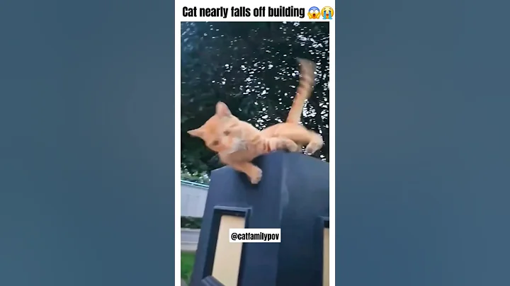 Video 8146521: kitten catlover funny, cute cat falls