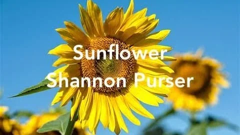 Sunflower (lyrics) - Shannon Purser from Sierra Burgess is a Loser