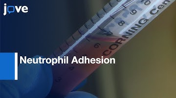 Neutrophil Adhesion to Microvascular Endothelial Cells Quantification | Protocol Preview