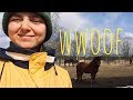 Мое ВОЛОНТЕРСТВО В ЕВРОПЕ | WWOOF | Волонтерство на ферме