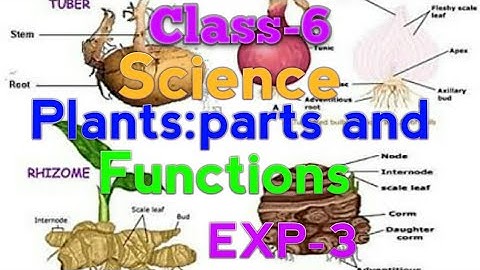Telangana state class 6 science chapter 9 Plants-parts and functions