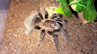 Brachypelma albopilosum Husbandry