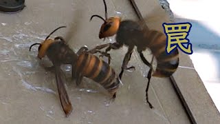 オオスズメバチを100均粘着シートにくっつけると stick Japanese Giant hornet