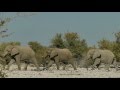 Etosha National Park (Namibia) 2016 - Our Wildlife Highlights in HD documentary