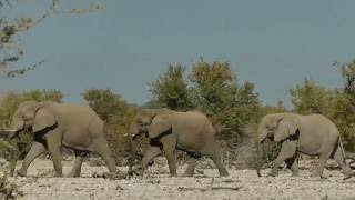 Etosha National Park (Namibia) 2016 - Our Wildlife Highlights in HD documentary