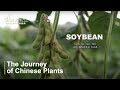 【ENG SUB】The Journey of Chinese Plants SOYBEANS | 1080P | 影响世界的中国植物 大豆
