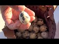 How to raise quail for eggs  small property farming