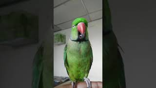 Meenu parrot talking in Tamil || 3 M views #மீனு #meenu  #parrottalking screenshot 1