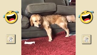 I THINK THIS DOG IS BROKEN (3) 🐶😂 - Funny Animal Videos 😂