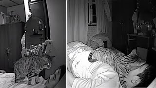 ネコにカメラを付けました。飼い主の睡眠中にネコがしていたことは？