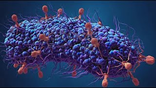 La Semaine Verte Bactériophages Ou Les Bons Virus