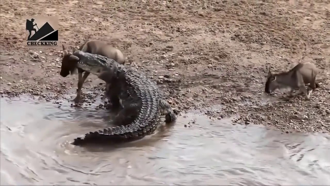 Top 10 best animal's attacks Most amazing under water battles! YouTube