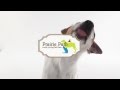 Pet Sitting & Dog Walking Service - Chicago Suburbs - Prairie Path Pet Care Pet Sitting & Dog Walking Service - Chicago Suburbs - Prairie Path Pet Care