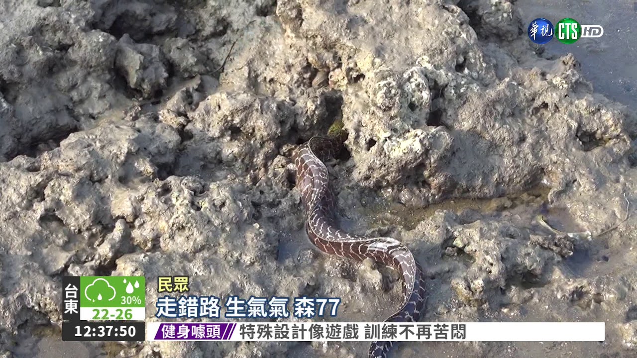 能源 vs. 生態 大潭藻礁爭奪戰