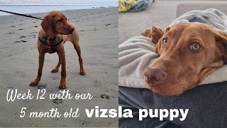 Week 12 with our 5 month old Hungarian Vizsla