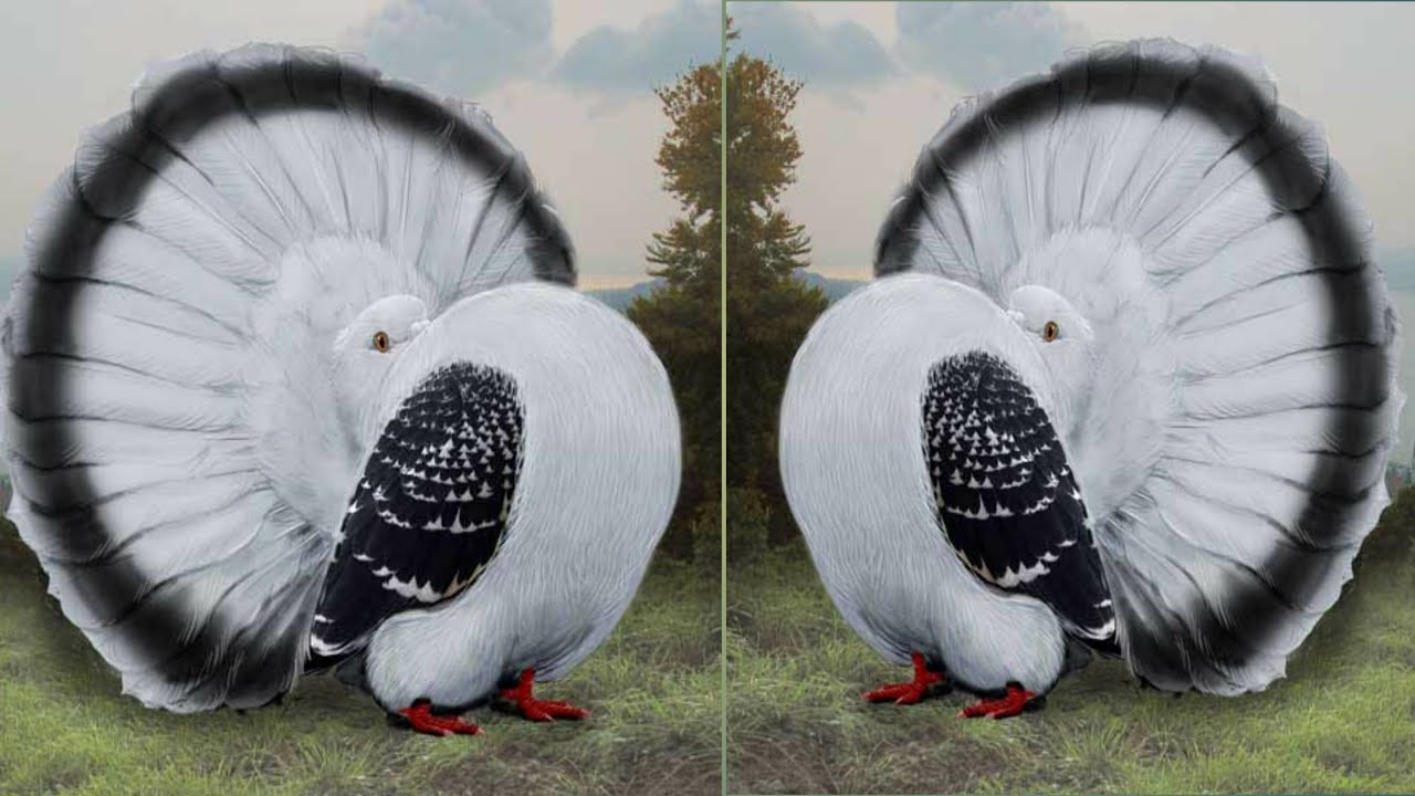 Top 10 Most Beautiful American Fantail Pigeons  Fantail Pigeon Exhibition Show 2020 By NPAB