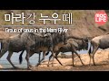 Group of gnus in the Mara River - Wildlife in Serengeti EP02, #07, 마라강가 누우떼