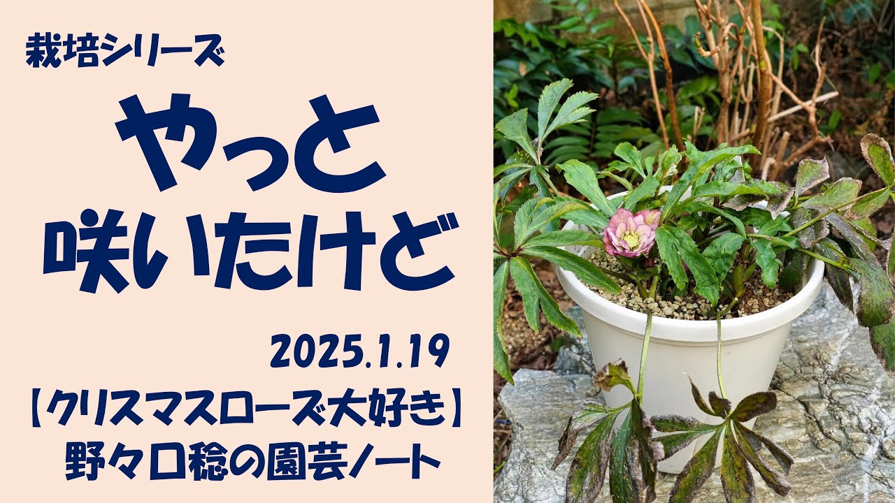 2025.1.19 やっと咲いたけど