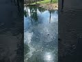 Feeding the bluegill