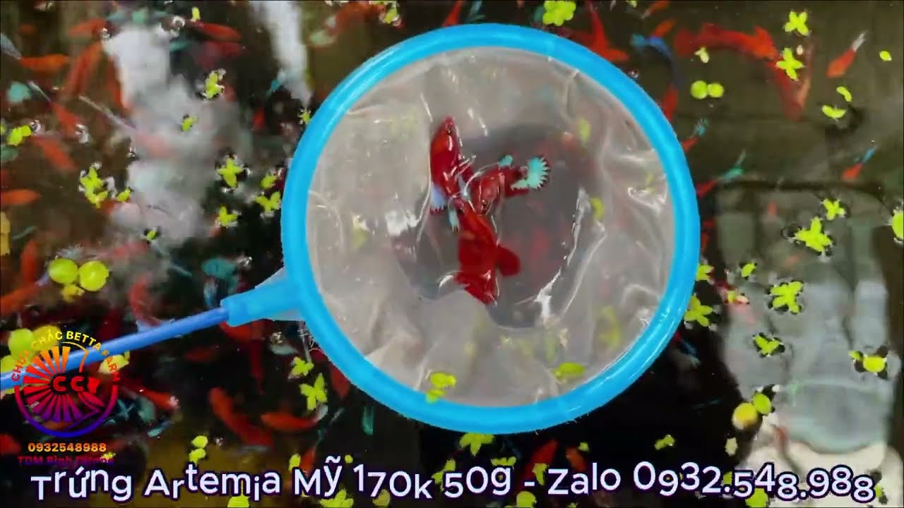 Giới thiệu dòng cá Betta Red Fancy - Thương hiệu của Chưa Chắc Betta Farm