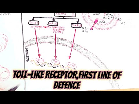 Toll-like receptor/first line of defence. @muhammad umer farooq biology