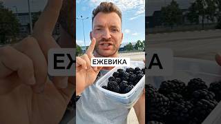 ЕЖЕВИКА ЭТО СУПЕР ЯГОДА.#ежевика #ягода #польза #витамины #фрукты
